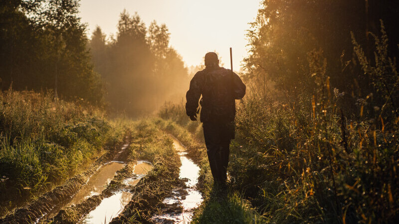 The Role of Bait in Effective Predator Hunting